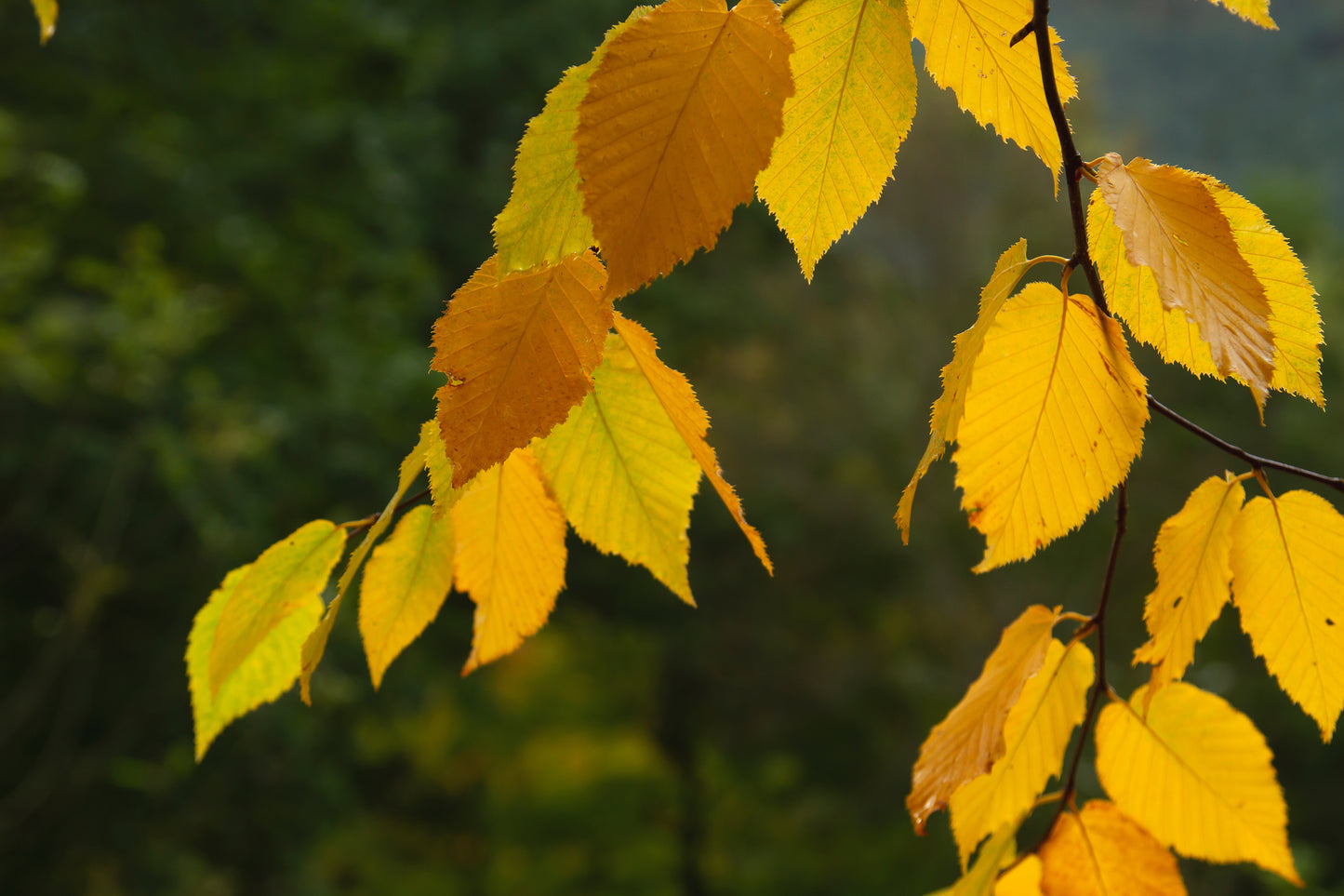 Avenboksbåge Carpinus betulus 200-240 cm