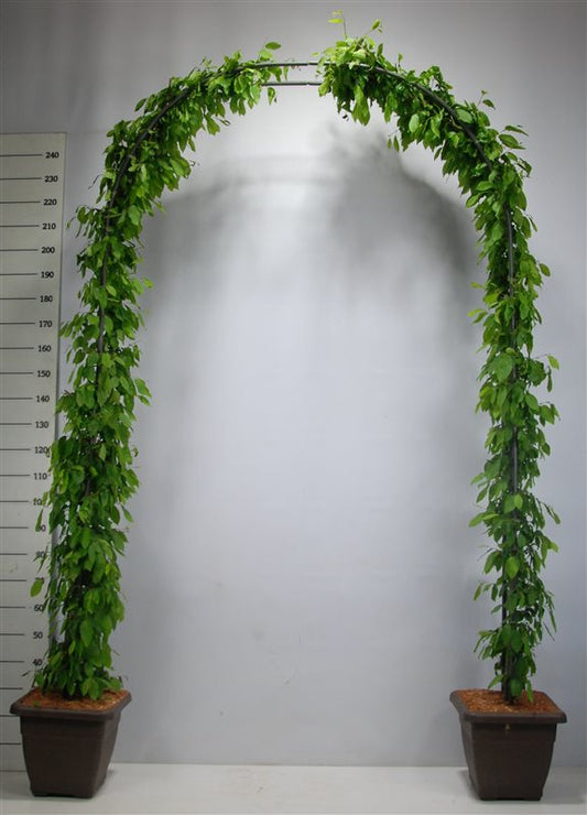 Avenboksbåge Carpinus betulus 200-240 cm