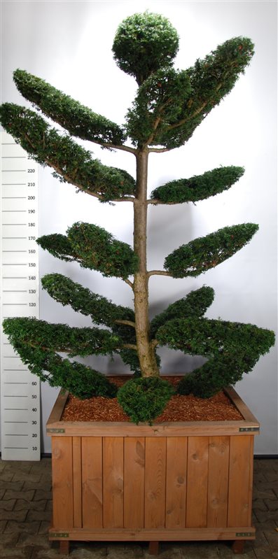 Bonsai Taxus baccata 200-225 cm