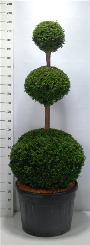 Bonsai  Trio Taxus baccata 150-175 cm