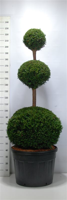 Bonsai  Trio Taxus baccata 150-175 cm