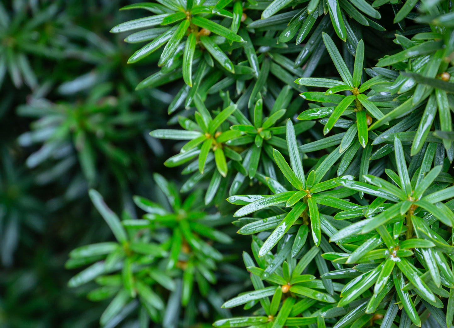 Bonsai  Trio Taxus baccata 150-175 cm