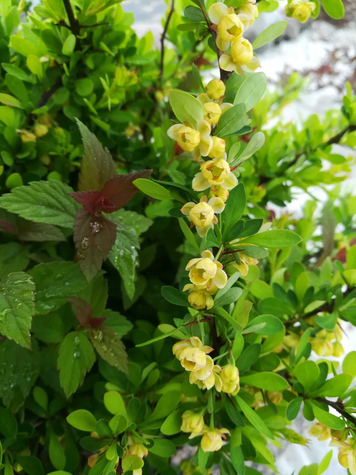 Bonsai Ilex crenata "Green hedge" 60-80 cm