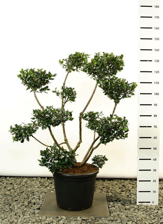 Bonsai Ilex meserveae Blue Prince 80-100cm