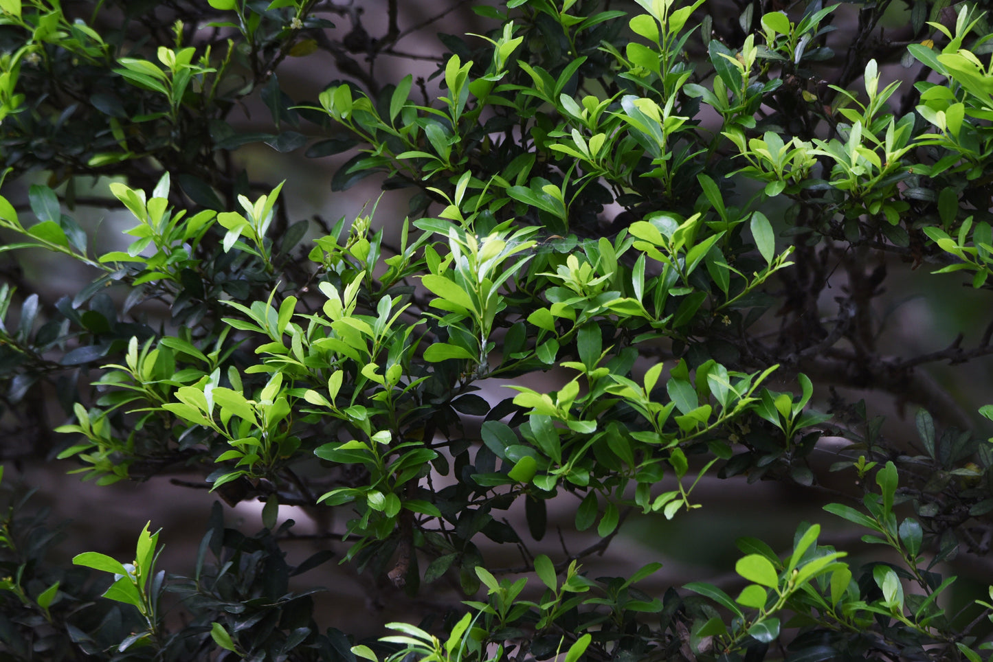 Bonsai av Japansk Järnek - Green Hedge 100-125 cm