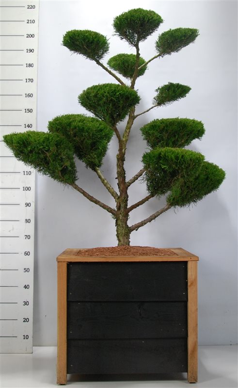 Bonsai Juniperus x pfitzeriana Mint Julep 125 cm