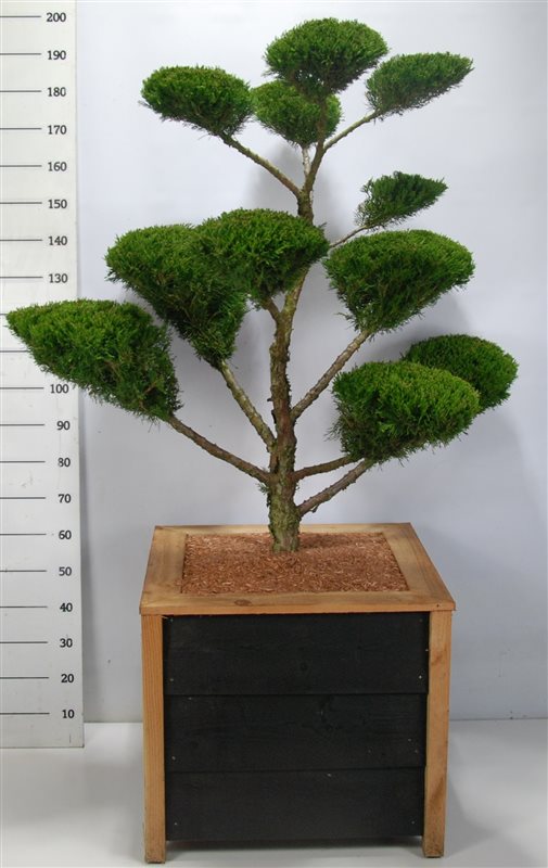 Bonsai Juniperus x pfitzeriana Mint Julep 125 cm