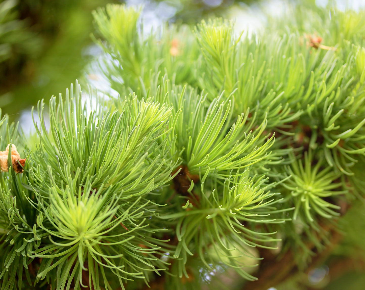 Bonsai Japansk Lärk Larix Kaempferi 80 cm