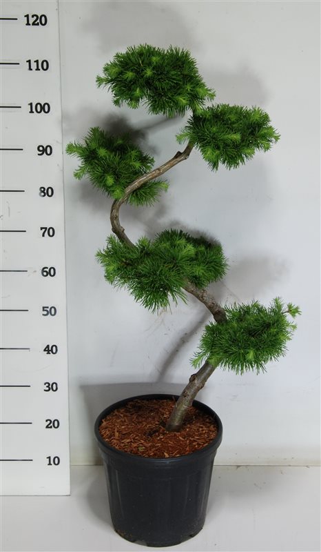 Bonsai Japansk Lärk Larix Kaempferi 80 cm