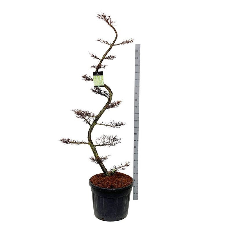 Bonsai Japansk Lärk Larix Kaempferi 175-200 cm