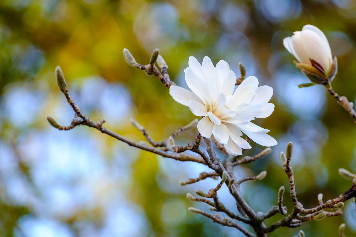 Stjärnmagnolia Royal Star 90 cm stam