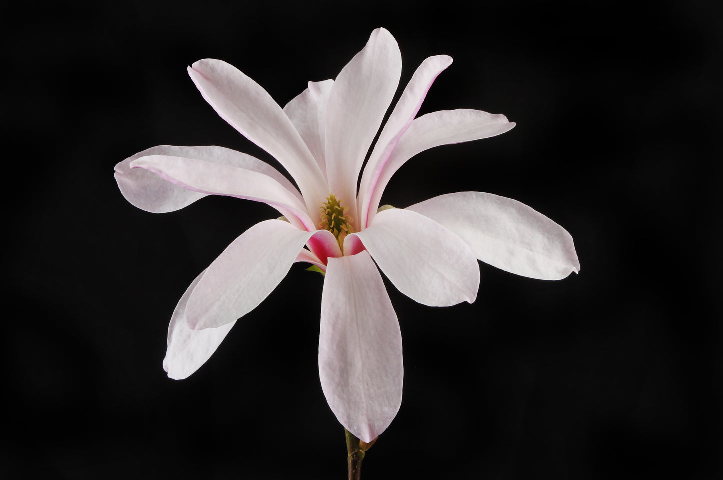 Stjärnmagnolia Stellata 125-150 cm