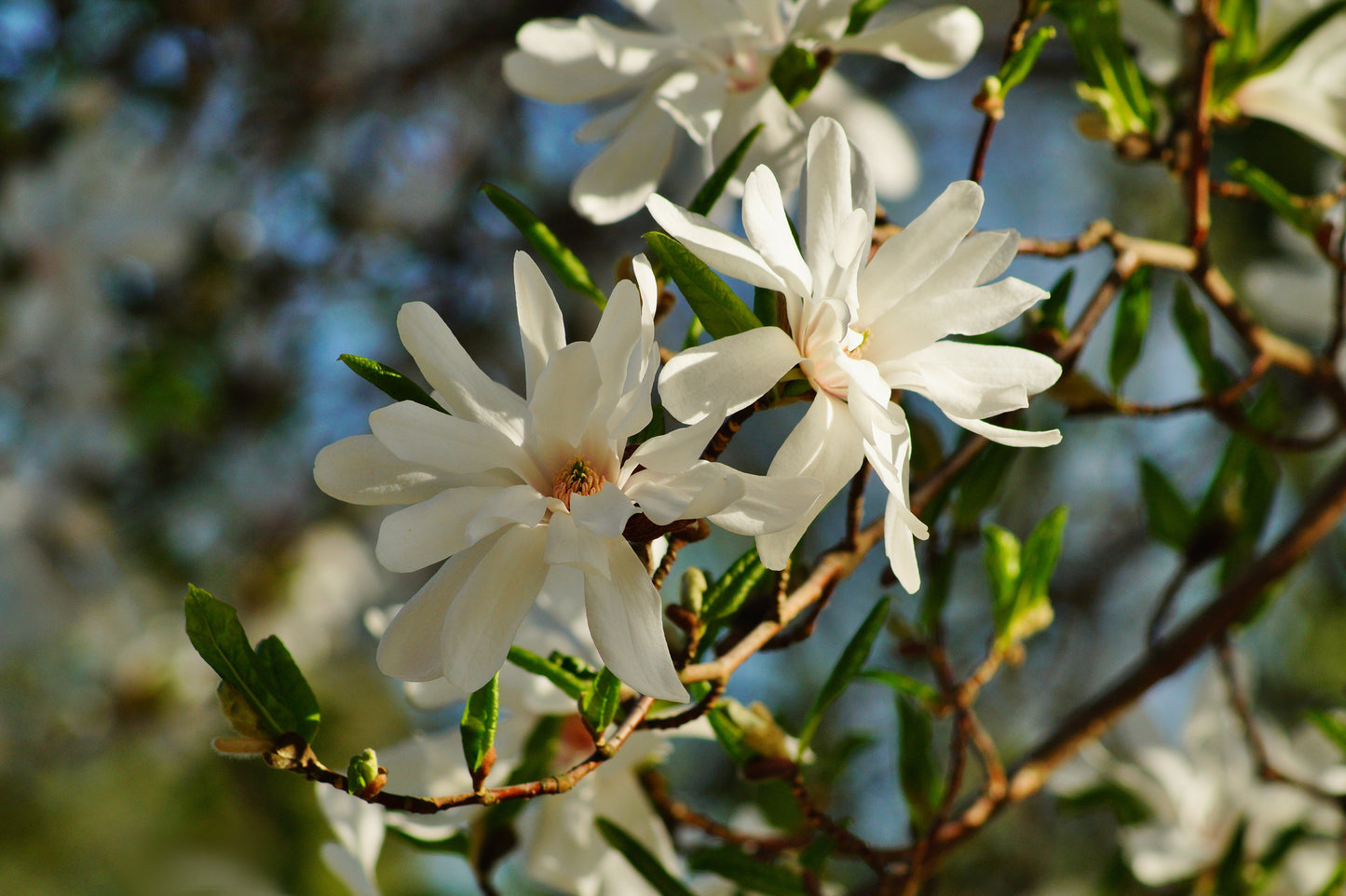 Stjärnmagnolia Royal Star 90 cm stam