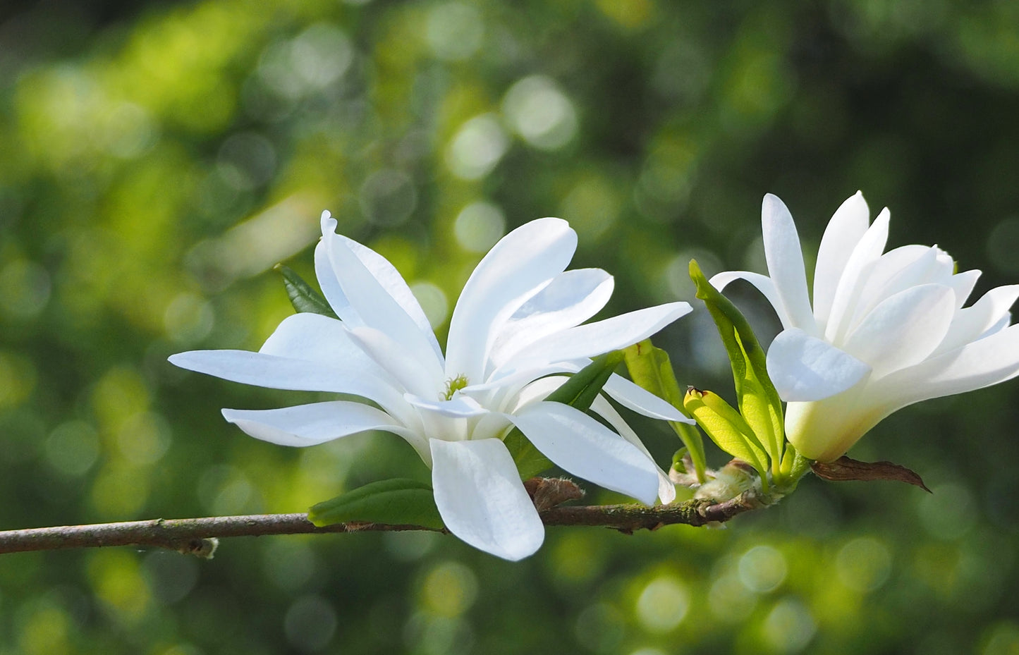 Stjärnmagnolia Stellata 125-150 cm