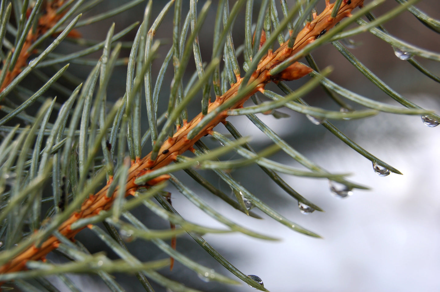 Bonsai Pinus nigra 80-100 cm
