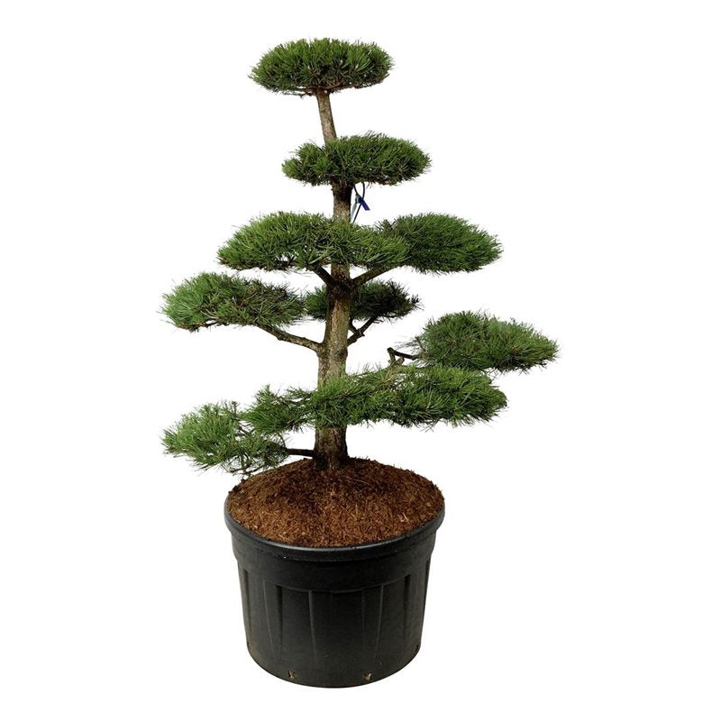 Bonsai Pinus nigra 125-150 cm