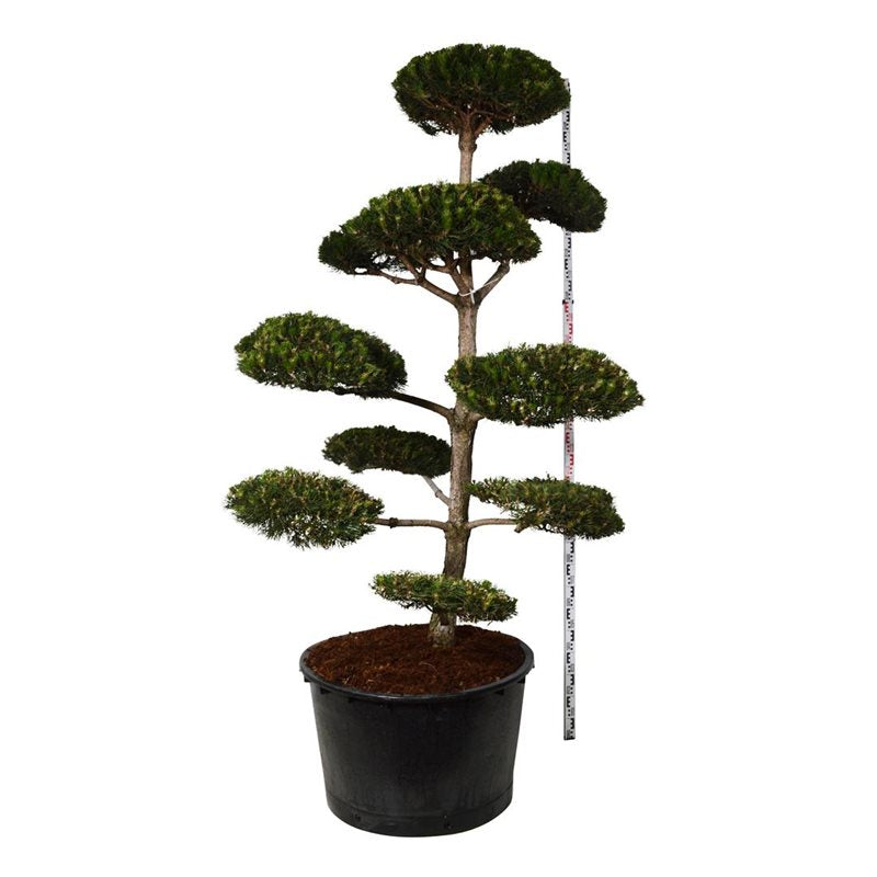 Bonsai Pinus nigra 200-225 cm