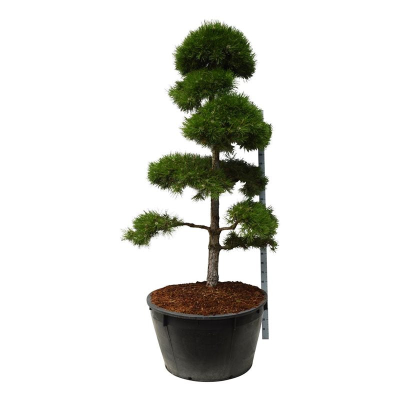 Bonsai Pinus nigra 200-225 cm (500l)