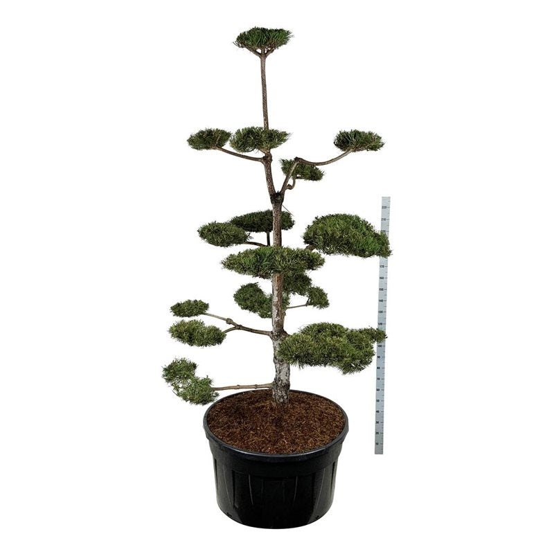 Bonsai Pinus nigra 250-300 cm