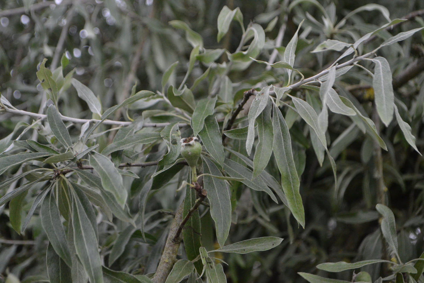 Silverpäronträd - Pyrus salicifolia 'Pendula' 200 cm