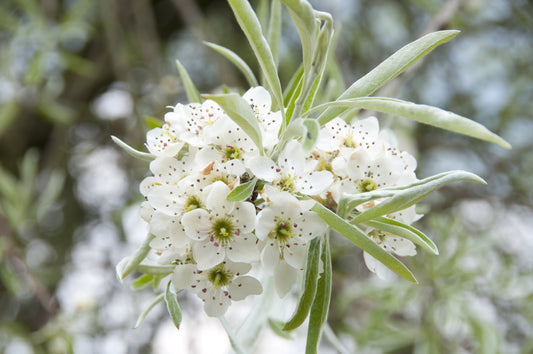 Silverpäronträd - Pyrus salicifolia 'Pendula' 60 cm