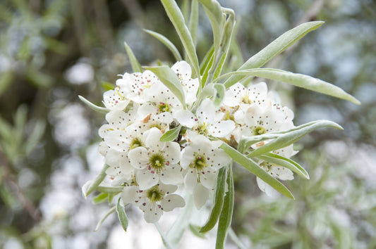 Silverpäronträd - Pyrus salicifolia 'Pendula' 180 cm