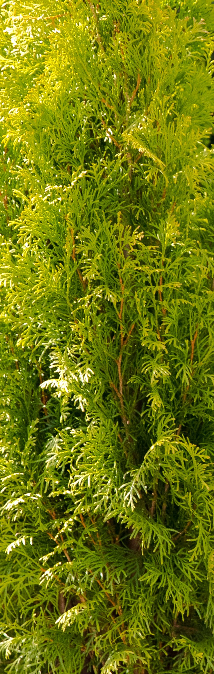 Bonsai Boll på Stam Thuja Martin 200 cm