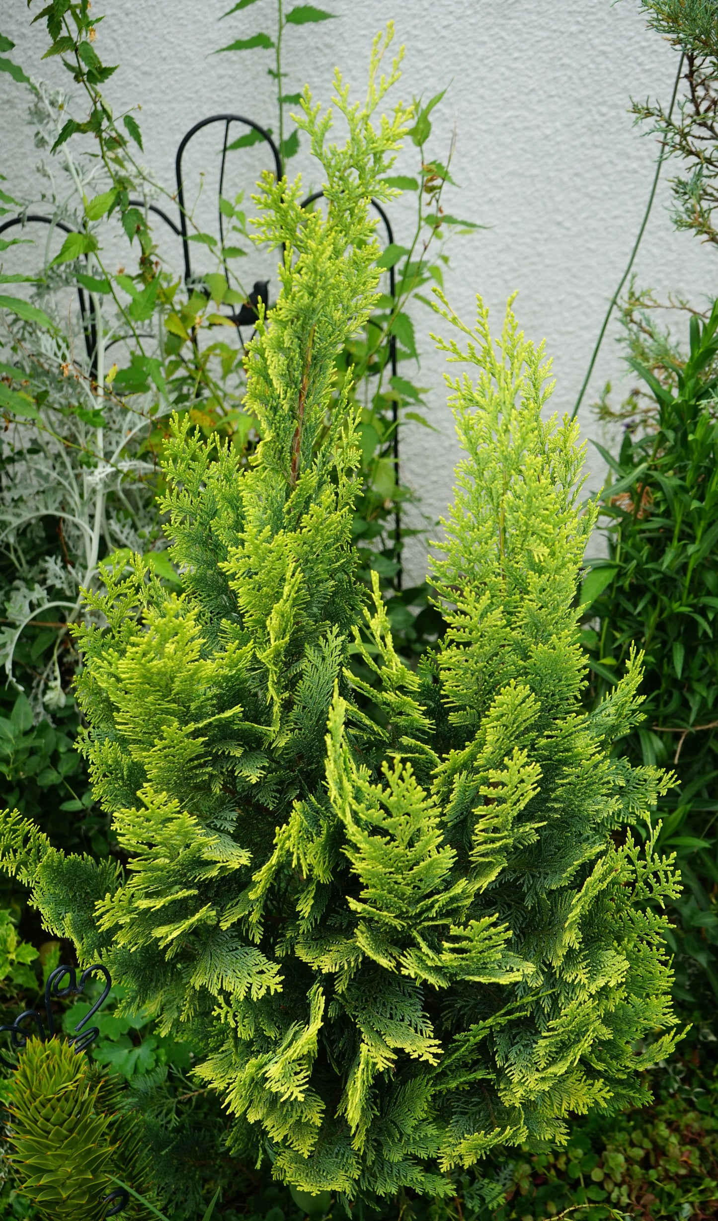 Bonsai Boll på Stam Thuja Yellow Ribbon 150 cm