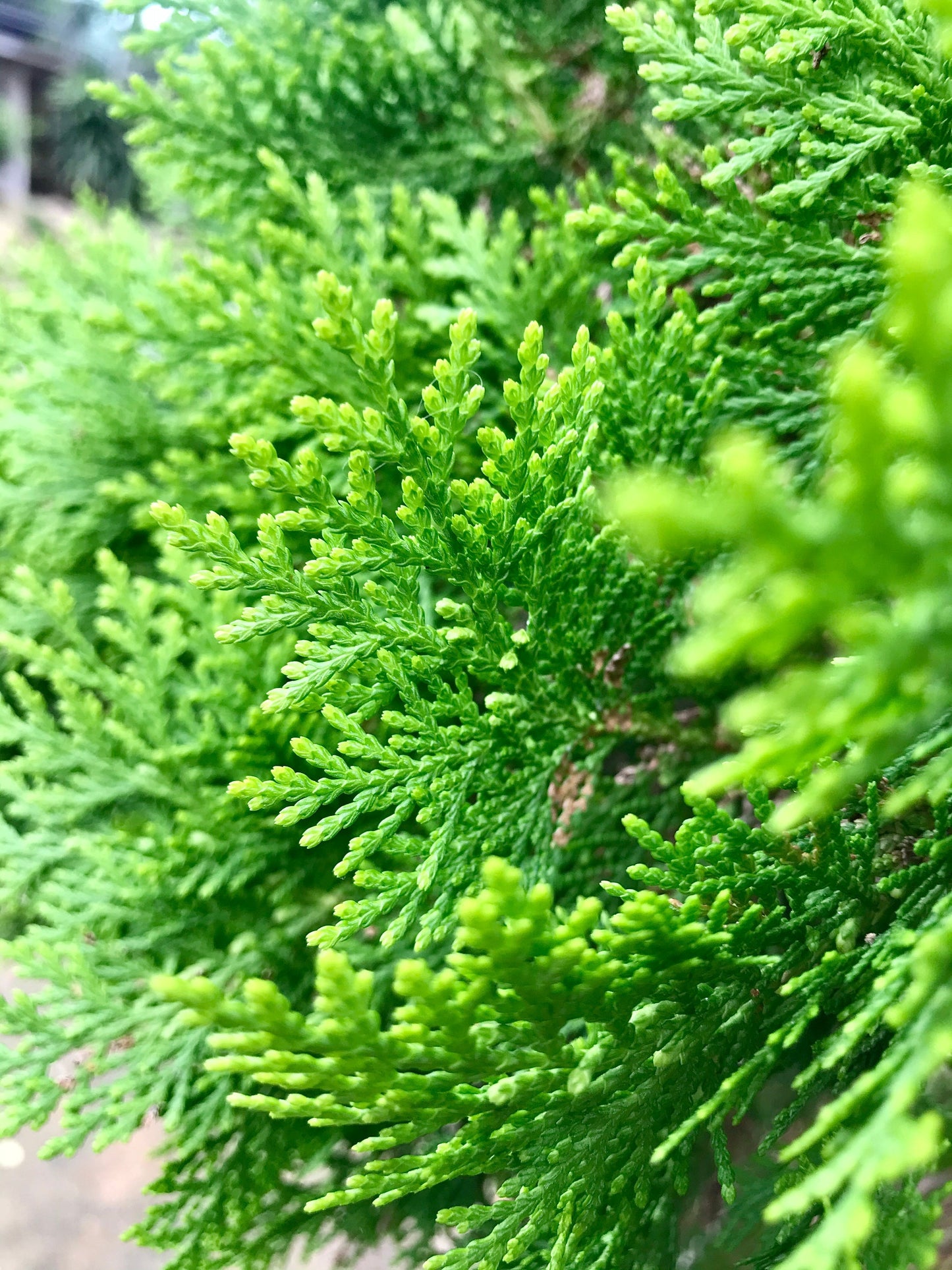 Bonsai Boll på Stam Thuja Smaragd 80 cm