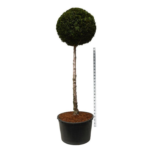 Bonsai Boll på Stam Thuja Martin 200 cm