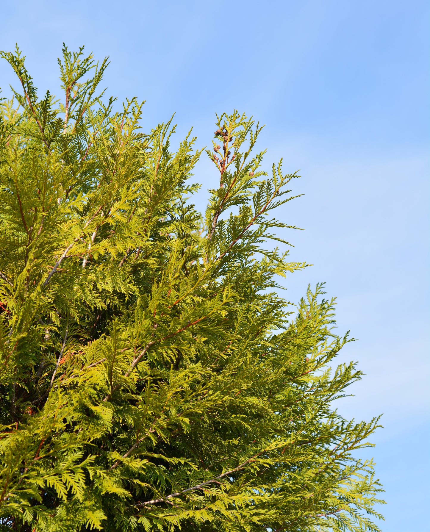 Bonsai Form Thuja Martin 300-350 cm