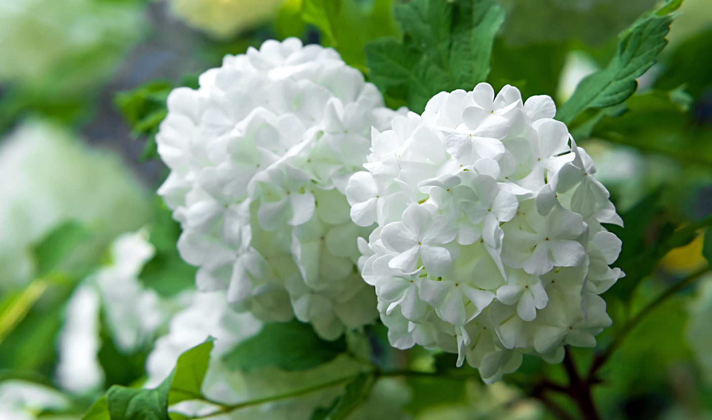 Snöbollsbuske Viburnum opulus 'Roseum' 125-150 cm