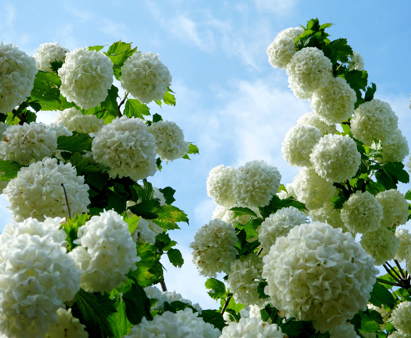 Snöbollsbuske Viburnum opulus 'Roseum' 60-80 cm