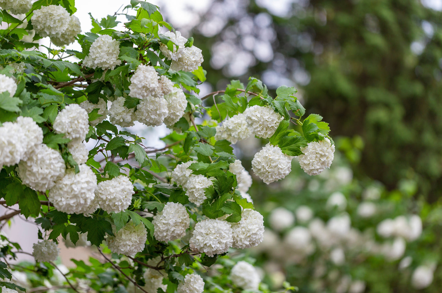 Snöbollsbuske Viburnum opulus 'Roseum' 125-150 cm