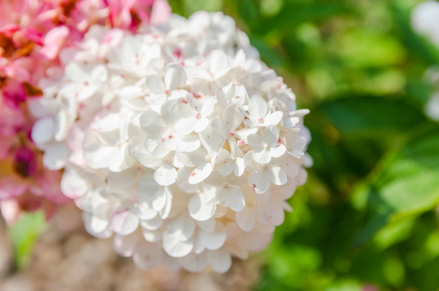 Vipphortensia Wim's Red 40-50 cm