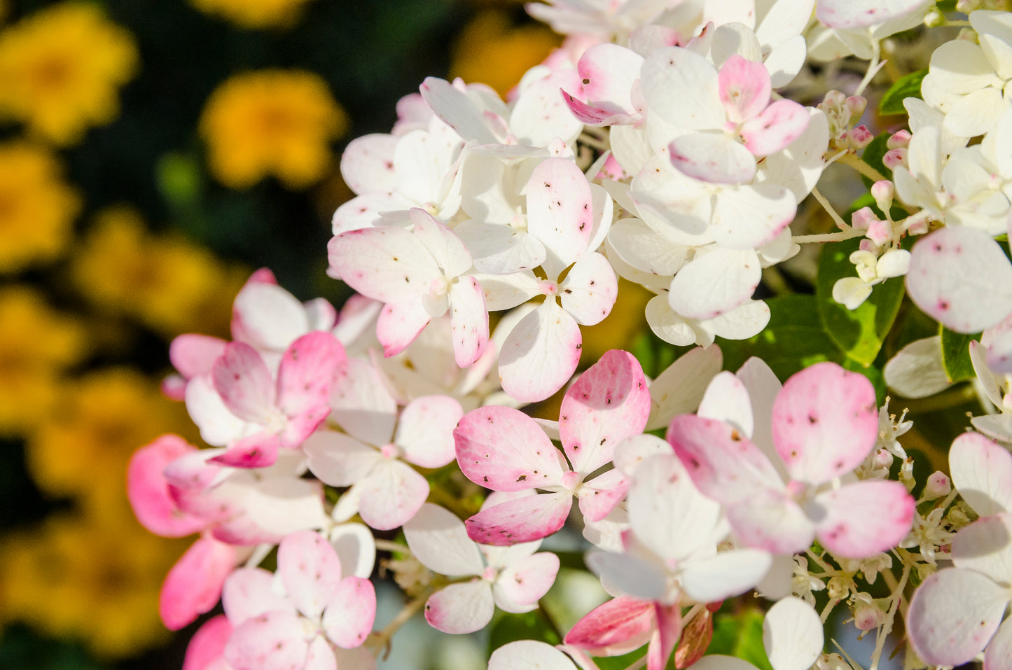 Vipphortensia Wim's Red 40-50 cm