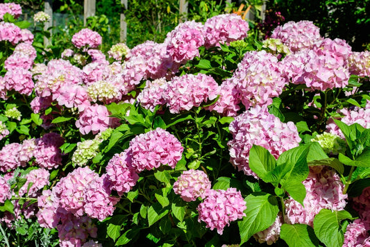 Hortensia Candybelle 30-40 cm