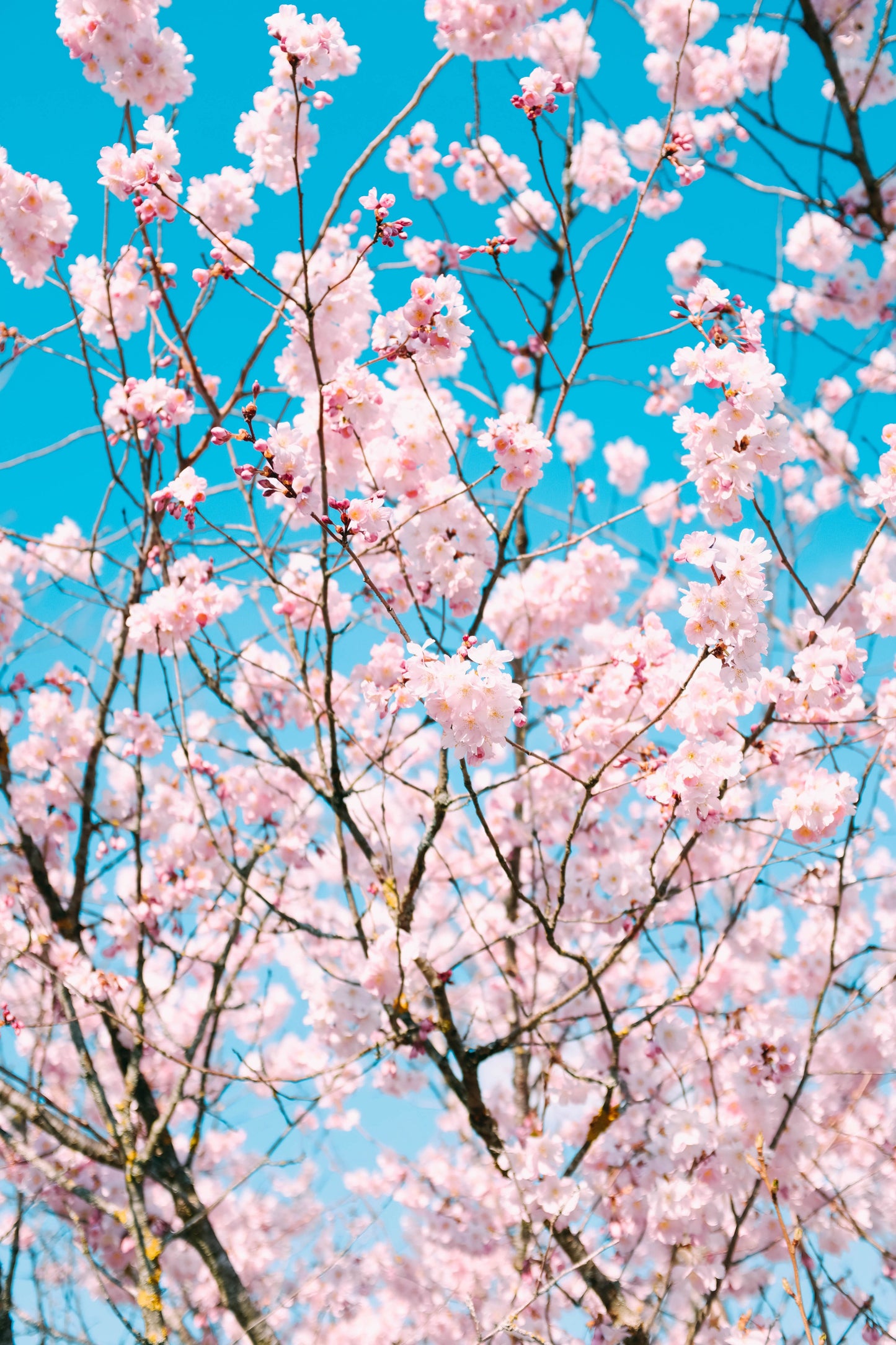 Japanskt Prydnadskörsbärsträd 'Kanzan' 120cm