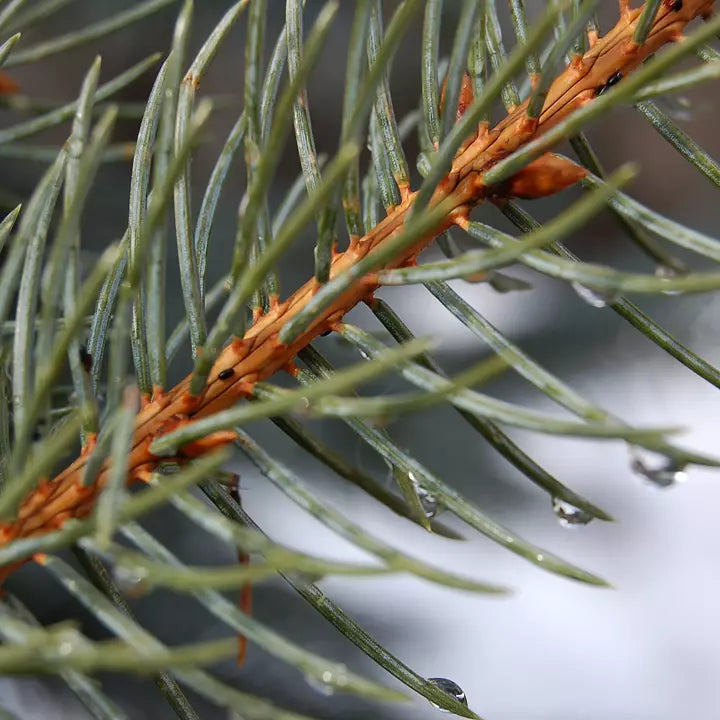 Pinus nigra nigra 60-80 cm