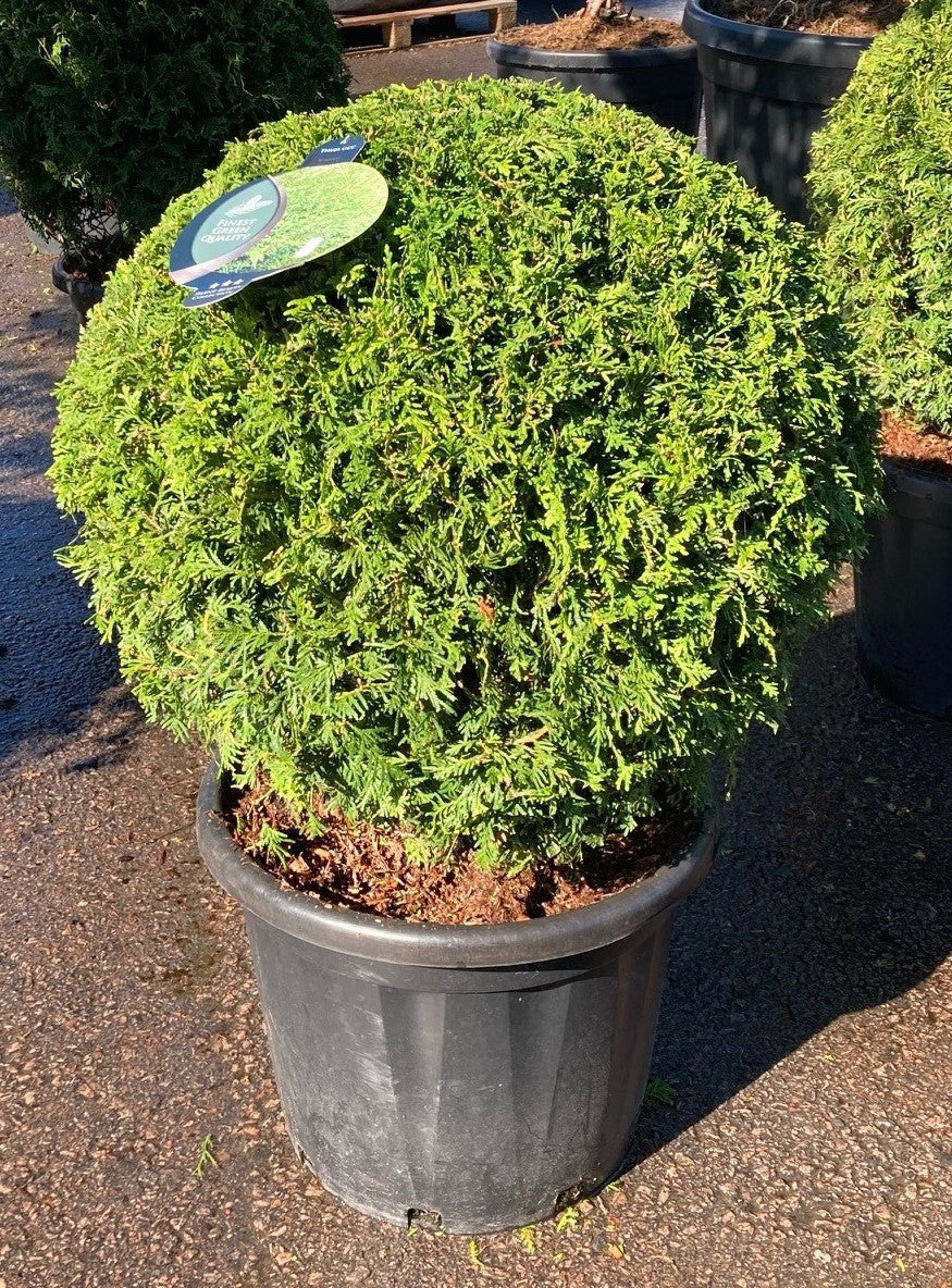 Bonsai Boll/klot Thuja Brabant 70-80 cm